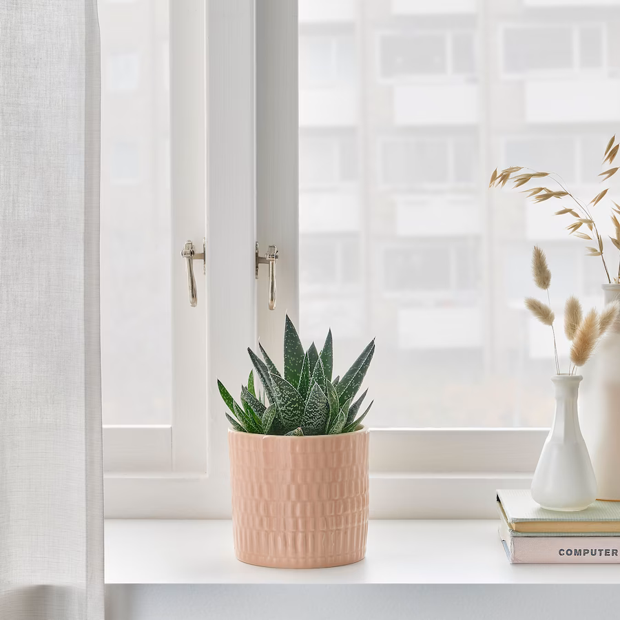 Dois vasos de planta